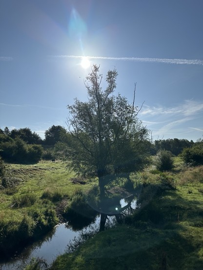 A willow tree beside a brook in a green tree lined valley beneath a blue sky, the sun shining down over the tree, a few wispy clouds in the bottom right of the sky