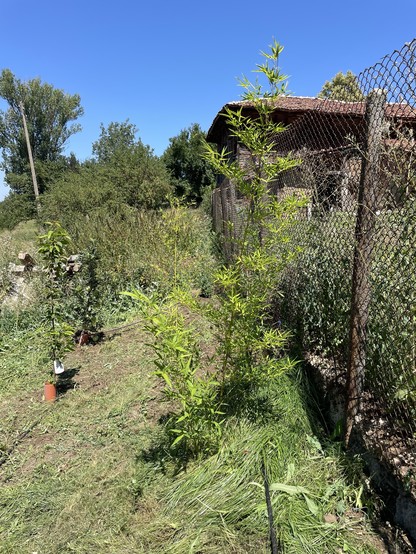 A backyard garden with young bamboo plants and a chain-link fence on a sunny day.