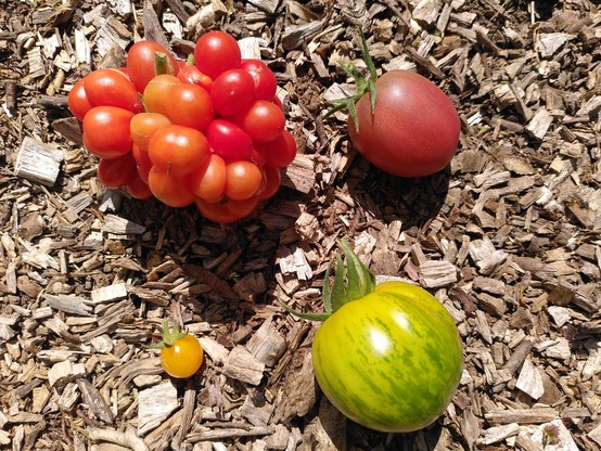 4 types of tomato on woodchip, one knobbly bright red, one purple plum shaped, one round green striped, one tiny yellow.