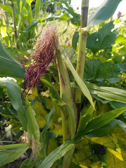 Small sweetcorn growing, with red hair and slightly red stripes on the main stem