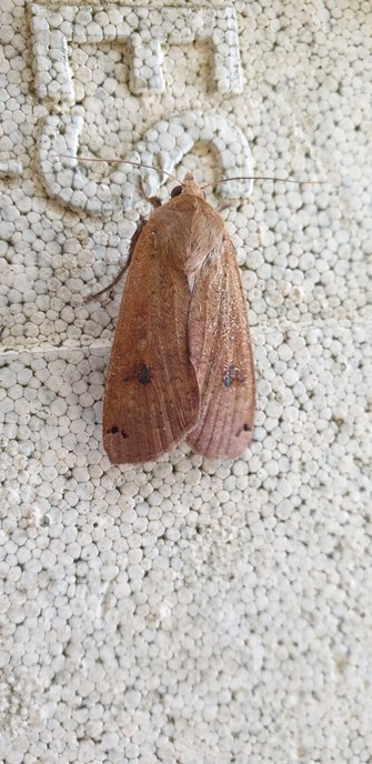 A very nice arrow head shaped chocolate moth sitting on the top of a polynuc. It is plain brown with just 3 darker dots on each wing. It has long thin antenna. If I have identified it correctly its unseen underwings will be bright yellow