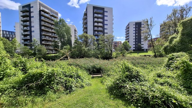 Beyond: three apartment blocks, white and black, about 12 storeys, backed by a deep blue sky with white clouds. Not visible in the image, but they are on the opposite side of narrow river, unseen here. On our side: bushes and trees on our left and right. A grassy path has been cleared, it slopes down. At the bottom, an old  wooden bench, tucked in between high swaying marsh grasses that tower above it. If you sit on it, you are surrounded by the grasses, you  will not see or sense the apartment blocks.