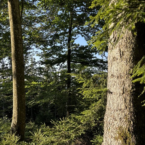 European silver firs in the Swiss woods. It is late afternoon and the light is still bright. The blue sky is seen through the trees.