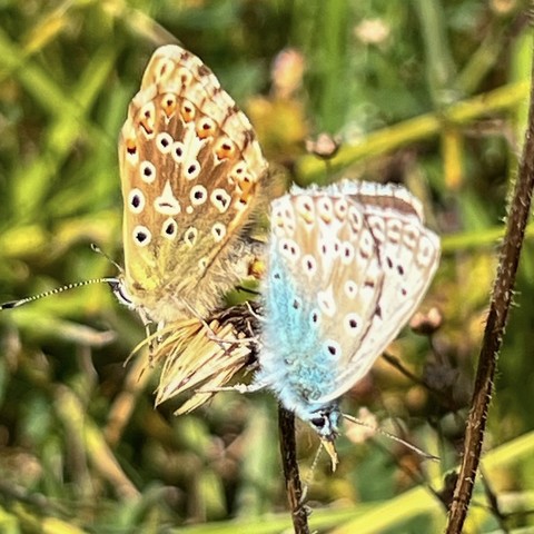 Two Chalkhill Blue butterflies mating. The   larger female is to the left, the male is to the right. They are atop a flower and both facing down and away from each other, with their mating equipment seemingly attaching them together. The female is brown with lots of white circles with black centres. The male is a silvery blue-grey also with white circles with black centres. The male's abdomen and head are visible and they are also pale silvery blue.