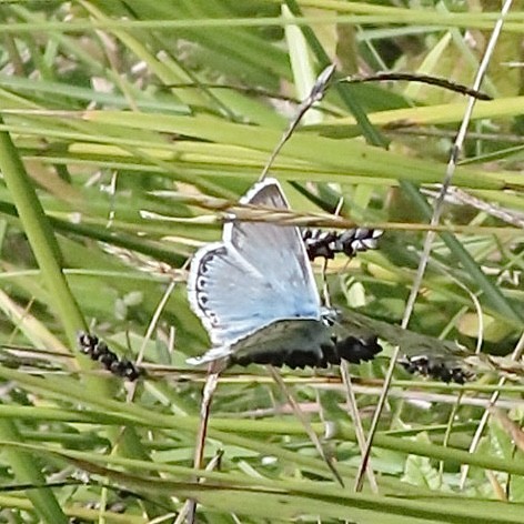 Slightly fuzzy mid-distance shot of a small Chalkhill Blue butterfly on an unidentified plant. It has its wings partially open. It is shimmering silvery blue with a white fringed edge to the wing. just inside the white edge are rows of white circles with dark centres which follow the line of the wing edge.
