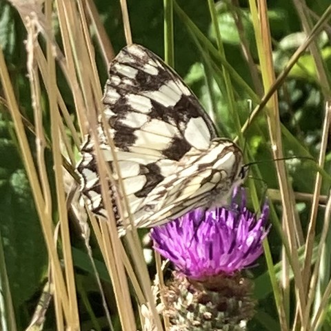 A marbled white butterfly on knapweed. It faces right. It is medium sized, about 5cm span with wings partially open. The wings are checkerboard black and white. The wing edges are slightly scalloped and lined with a white  edge and then a black line following it just inside.  