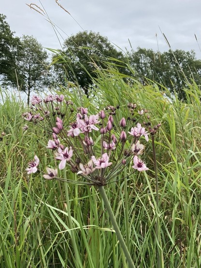 Pink flowers at the end of stems protruding from a central stem like an umbrella. Grass and reeds in the background, a line of trees further back