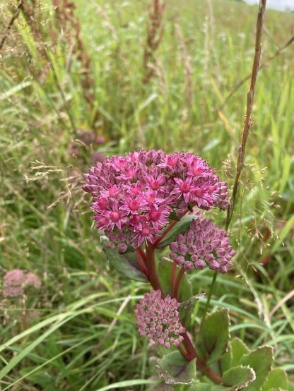 A composite dark pink flower with burgundy stems and green succulent leaves in a grass verge