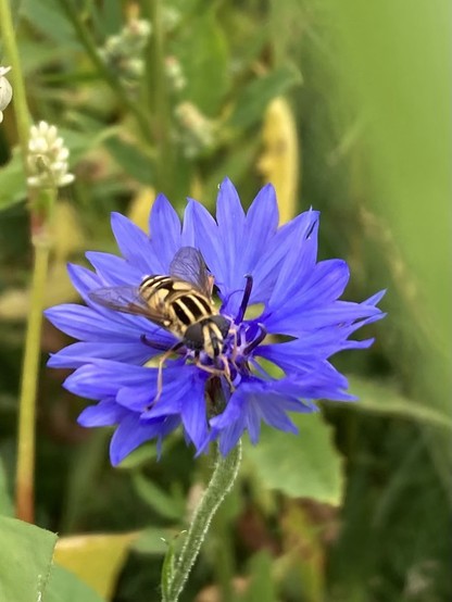 Close-up of a black and yellow striped hoverfly in the heart of a bright blue flower