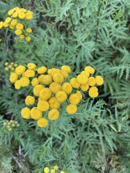 Multiple yellow button-like flowers and feathery green leaves, seen from above