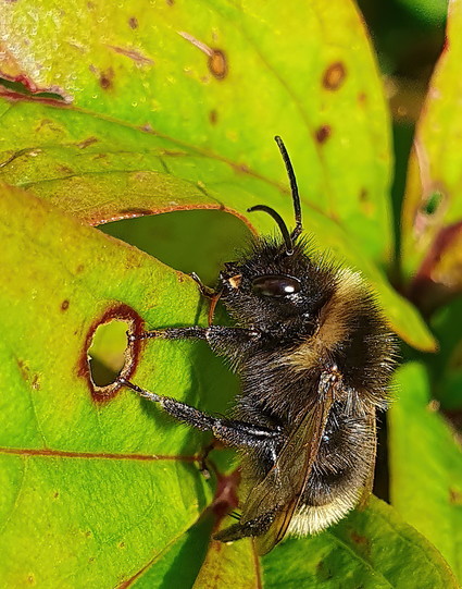 Bumblebee with darkish wings on a Peony leaf