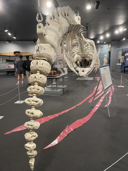 Skeleton of a sperm whale from the tail looking through the rib cage towards the head with a pink cutout of a giant squid, the whale’s prey, on the floor beside and a human skeleton for comparison, at the New Bedford Whaling Museum. 