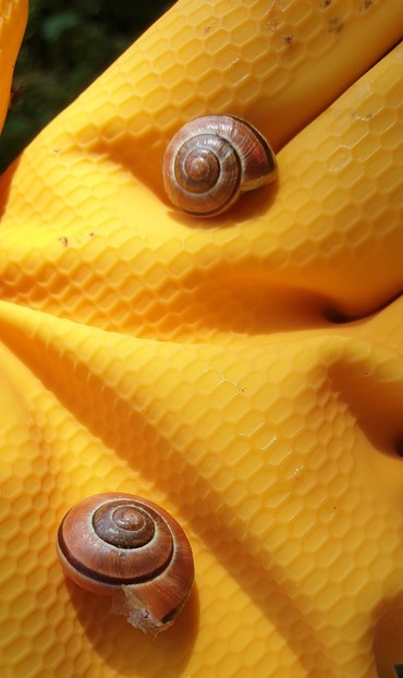 2 small neatly curled snail shells. They are glossy brown with a black line curling around the shell. They are on a hand wearing a yellow rubber glove with a hexagonal pattern on it