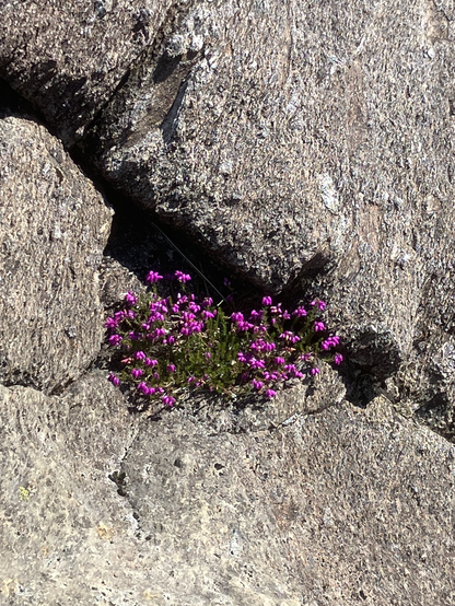 Violett blühende Blumen in einer Felsenspalte im Snowdon-Nationalpark. (Aufstieg zum Snowdon). 