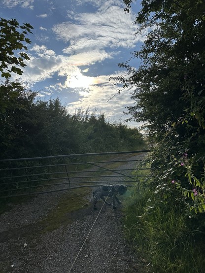 A metal five bar gate at the entrance to a field lined with hedgerows; a cocker spaniel stands by the gate beneath sunshine through wispy cloud