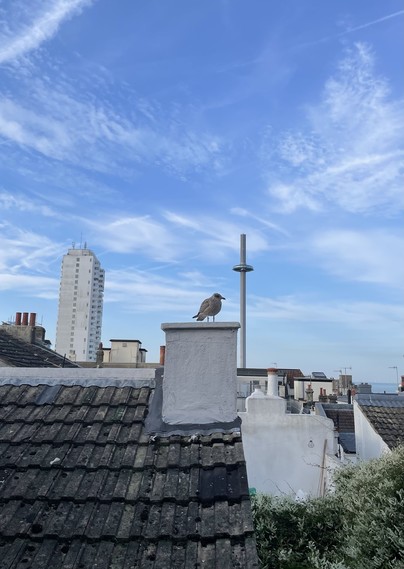 A young seagull sits on a chimney. The i360 is in the background. 