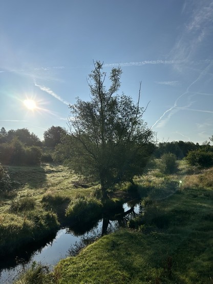 A willow tree beside a brook in a green tree lined valley beneath a blue sky crossed with hazy cloud; the sun shining down to the left of the tree