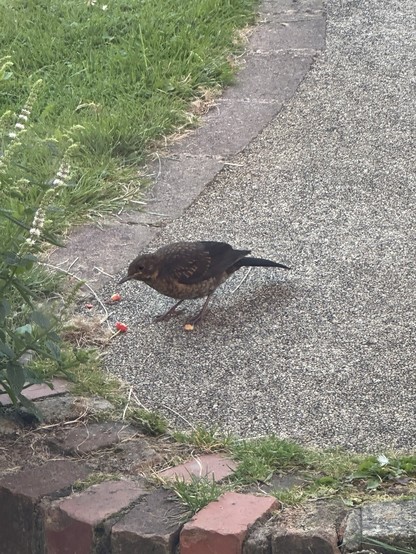 A female blackbird, mottled brown, on a resin brick-lined path feeding on berries