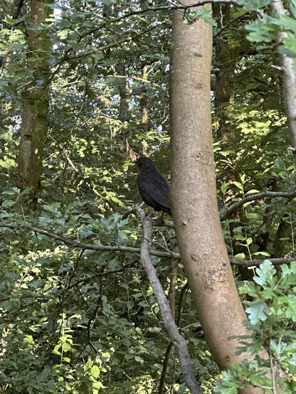 A blackbird on a branch of a tree in a wood