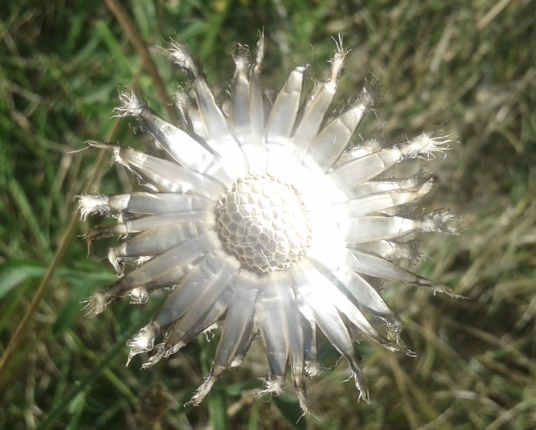 silver-gold reflective remains of a knapweed after the seedhead has detached. Centre, where seedhead was, neatly tesselated, surrounded by sepals with frizzy tips.