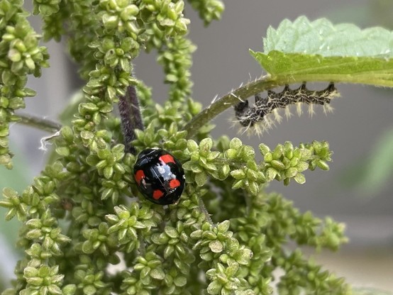 Harlequin ladybird and caterpillar of Comma butterfly on nettle flower and leaf stem respectively.