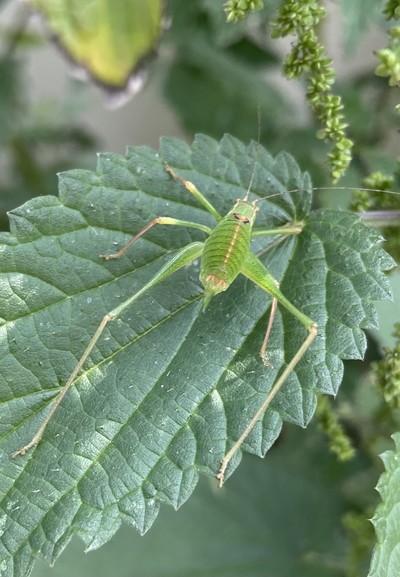 Bright Green cricket on nettle leaf 