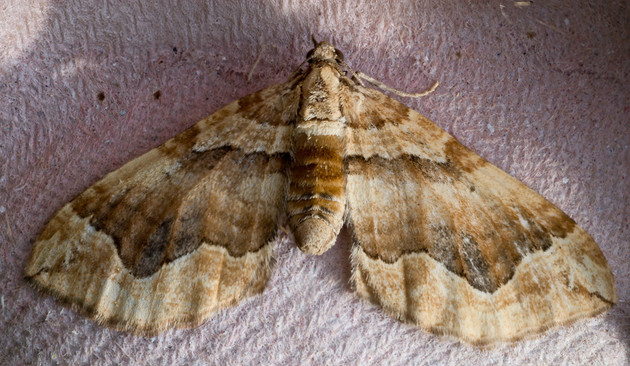 Close up image of a light brown moth with wings outstretched.