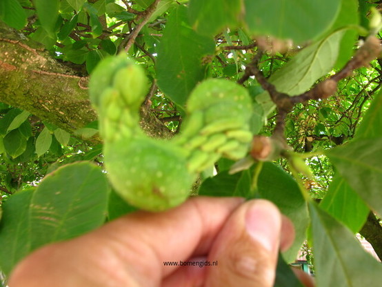 Photo of treespecies Magnolia soulangeana : Category is vruchtjong