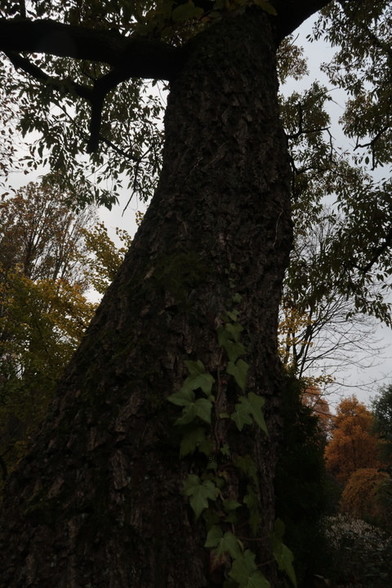 Photo of treespecies Quercus acutissima : Category is boom-tree-baum-arbre-arbol