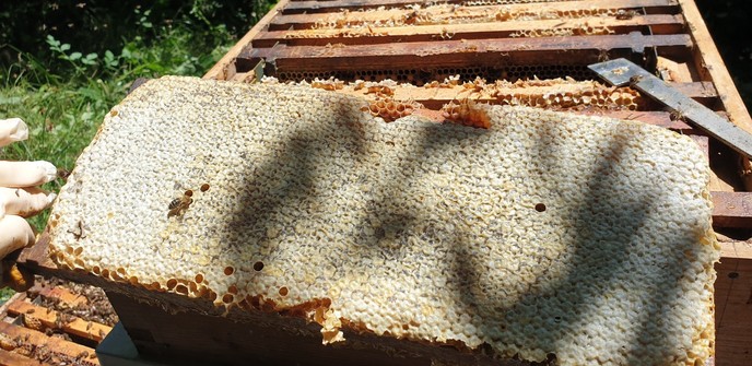 A thick heavy frame of sealed honey. Beyond it is the hive with my hive tool on it. I use a j hive tool while Stuart uses a different shape. They are both useful in different ways.