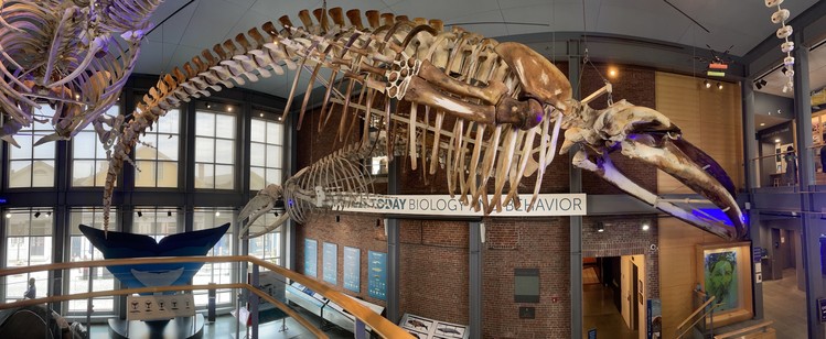 Skeleton of a blue whale with some bones stained dark brown from how it decayed hung from the celling of the New Bedford Whaling Museum.  