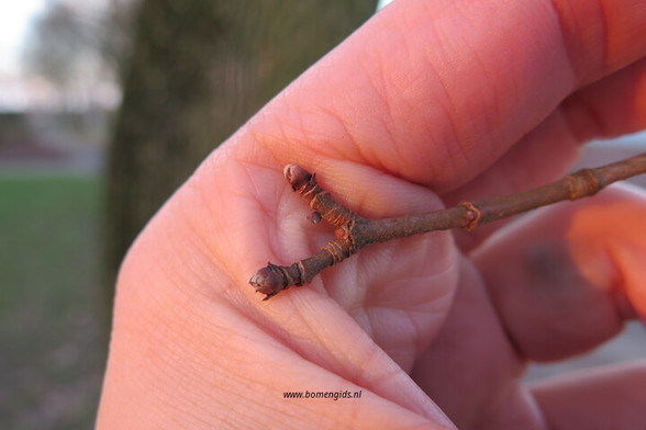 Photo of treespecies Acer platanoides : Category is knop-bud-knospe-bouton-capullo