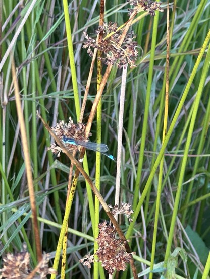 A blue banded demoiselle in long grass; it is a small damsel fly, with electric blue head and bands along its body