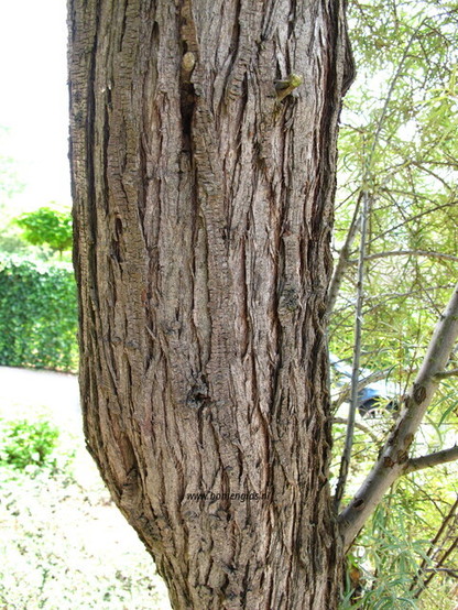 Photo of treespecies Hippophae salicifolia : Category is bast-bark-rinde-ecorse-corteza
