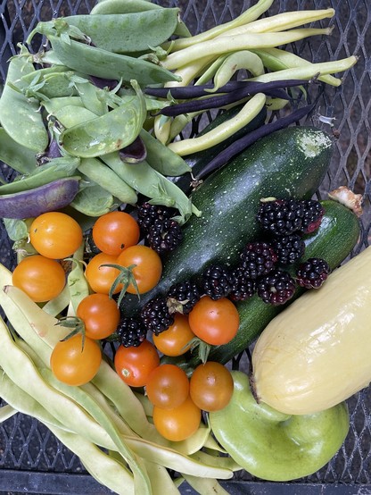 A colorful assortment of fresh vegetables and fruits, including green beans, yellow beans, cherry tomatoes, blackberries, zucchinis, and a yellow squash, displayed on a metal mesh surface.