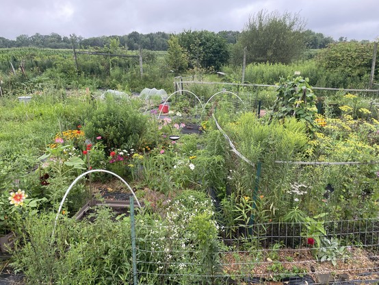 A lush community garden with various plants, flowers, and greenery, enclosed by wire fencing and garden bed borders, set against a backdrop of trees and overcast sky.