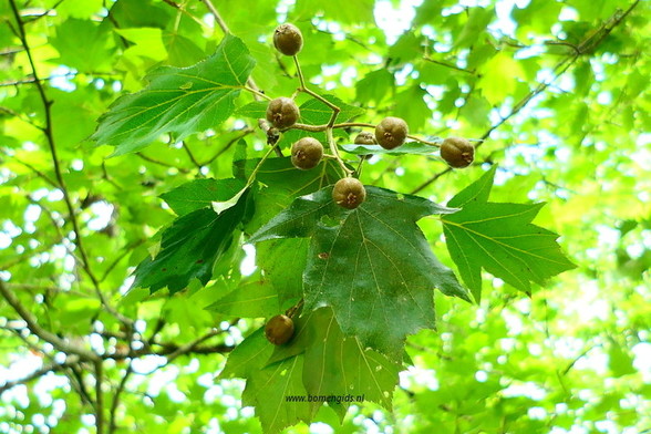 Photo of treespecies Sorbus torminalis : Category is vrucht-fruit-frucht-fruit-fruta