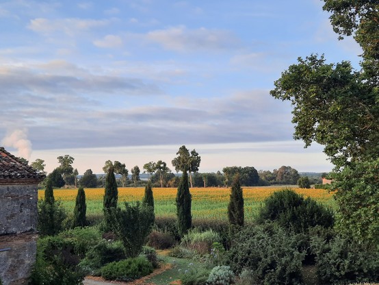 A field of yellow sunflowers in morning light