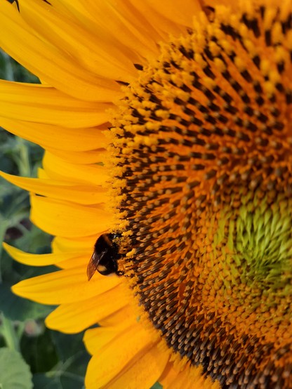 A black bee on a sunflower