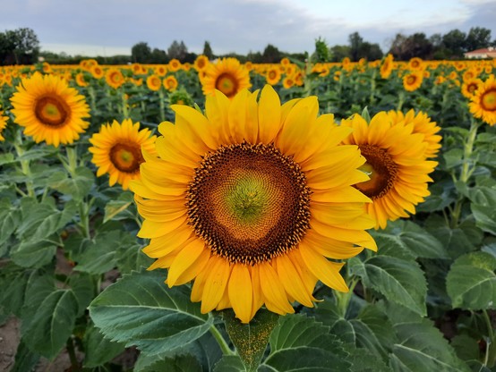 Sunflowers blooming in a field