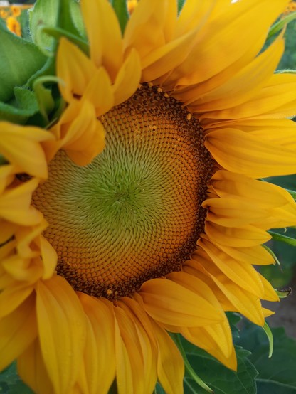 A close-up of a sunflower just opening, still with a greenish velvet center.