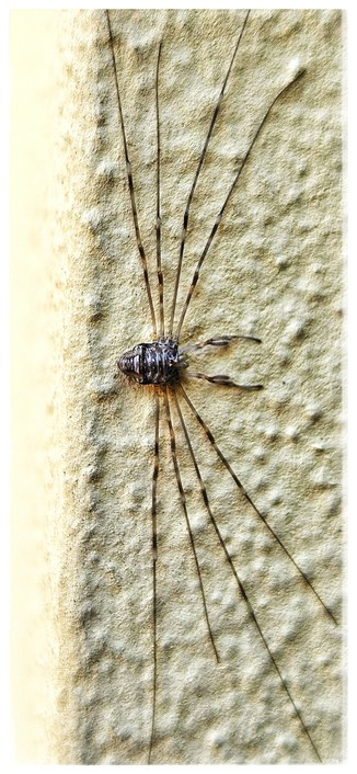 Weberknecht mit vier sehr langgestreckten, flach der Mauer anliegenden, Beinen sitzt auf einer hellgelben Mauer
Dicranopalpus ramosus