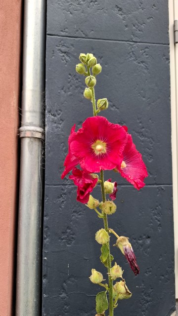 Upright view, close up. Looking straight into a beautiful full deep-red hollyhock bloom with a yellow centre. It is on the tip of a tall stem, we just see the top with a few other blooms out, lots of blooms still in bud, and one bloom wilted. Lining up the left of the tall stem: an old thin metal drainpipe and the edge of e peach-coloured stone wall. Lining it on the right: the cream edge of a stone wall. Behind it, a black concrete wall with some patterns in the texture. It sets it off like a backdrop. In my fancy, it looks a bit like the flower is being shown as an artwork in an exhibition.