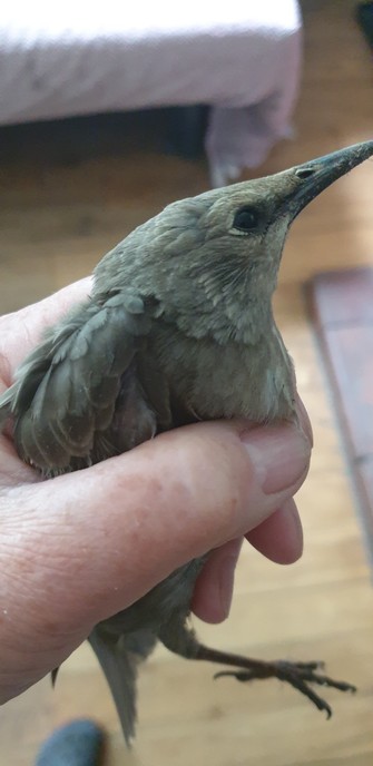 A brown bird with a long narrow beak in a hand in a living room looking worried. He flew off quite happy