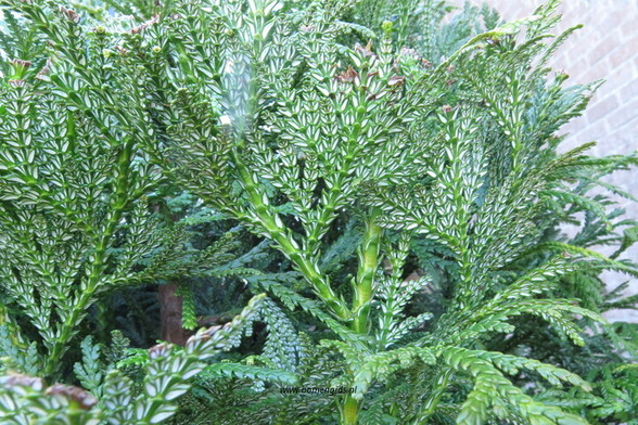 Photo of treespecies Thujopsis dolabrata : Category is blad-leaf-blatt-feuille-hoja