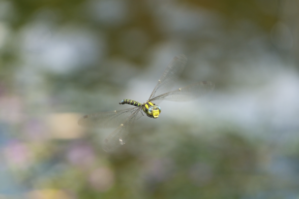 a male southern hawker dragonfly, in flight, set against a colourful bokeh of our back garden flower beds.