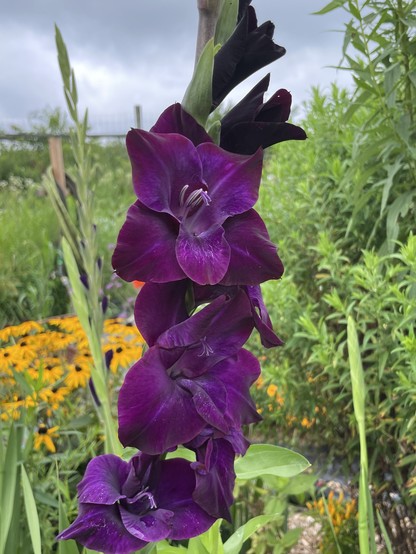 Close-up of a purple gladiolus flower with lush greenery and other colorful flowers in the background. The flowers are velvety and soft looking. 