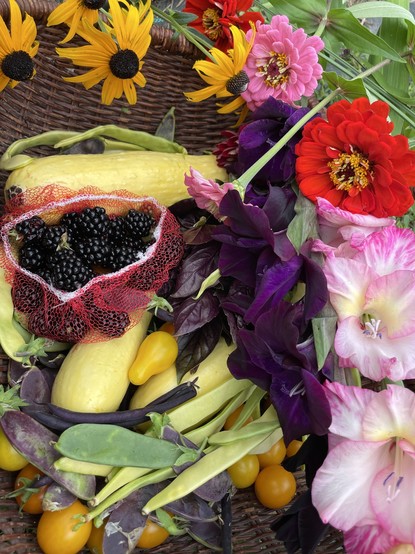 Garden booty including summer squash, blackberries, yellow and purple beans, purple and green snow peas, several kinds of orange and yellow cherry tomatoes, red and pink zinnias, yellow black eyed Susan’s, and pink and purple gladiolus. 