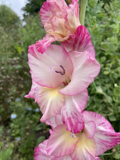 A spike of large pink gladiolus flowers opening from bottom upward with hot pink streaks on the outer petal edge. 