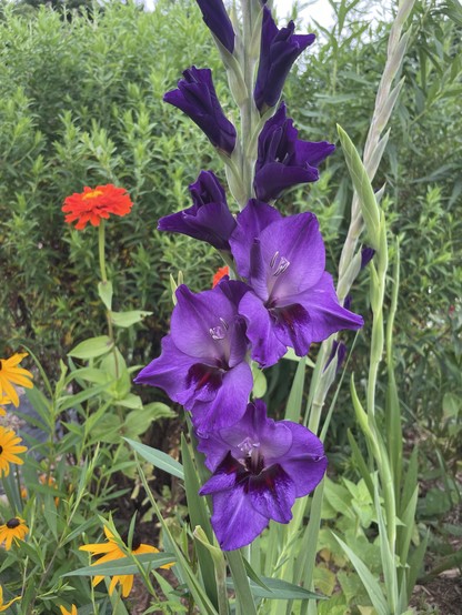 A blooming purple gladiolus flower surrounded by green foliage, with orange and yellow flowers visible in the background.